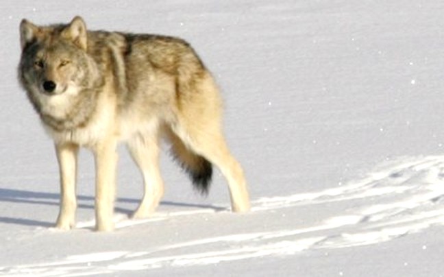 Χάνονται οι μοναχικοί γκρίζοι λύκοι
