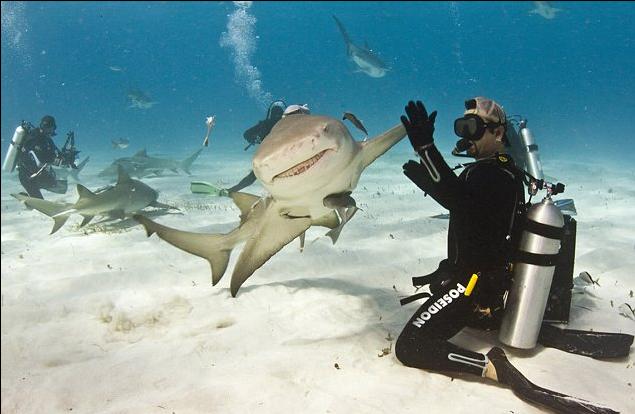 Η στιγμή συμφιλίωσης ενός δύτη με έναν καρχαρία