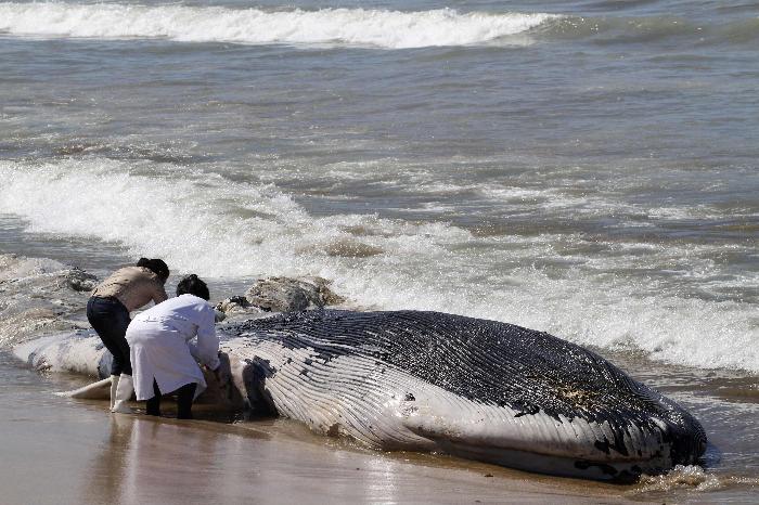Νεκρή φάλαινα στις ακτές του Μεξικού