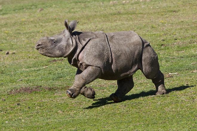 Κατασχέθηκαν 735 κιλά κεράτων ρινόκερου και ελεφαντόδοντου