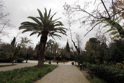 Μελέτη στο Πεδίον του Άρεος για το σκαθάρι που καταστρέφει φοίνικες