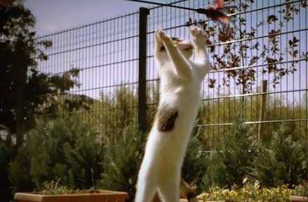 Γατίσια άλματα σε super slow motion