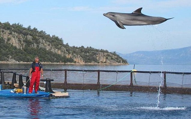 Τα δελφίνια που έχασαν το ένστικτο της τροφής