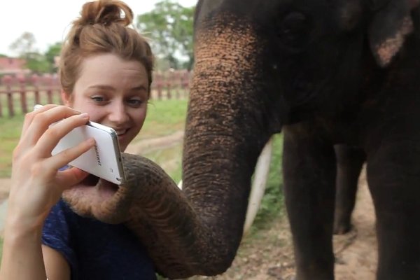 Ελέφαντας παίζει με&#8230; smart phone