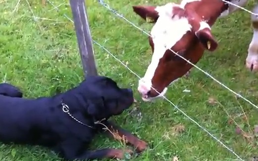 Ρότβαϊλερ + αγελάδα = έρωτας