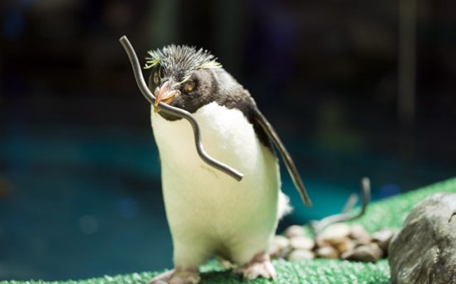 Οι πιγκουίνοι ετοιμάζονται για την περίοδο αναπαραγωγής