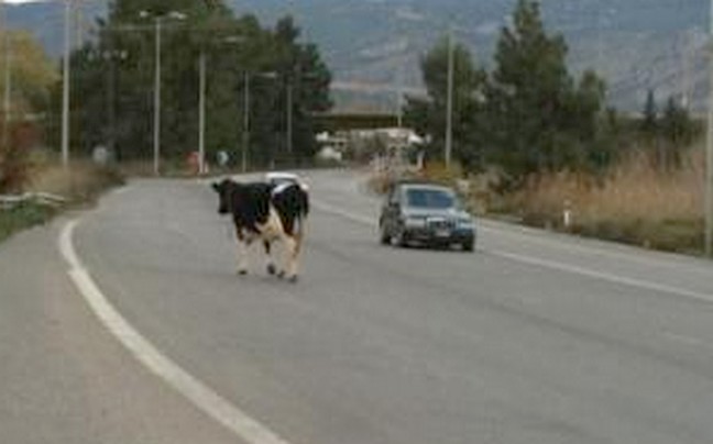Μία αγελάδα στην Εθνική Οδό