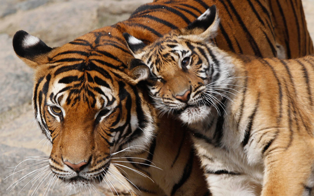 Ο Leonardo DiCaprio βοηθά στην προστασία της τίγρης