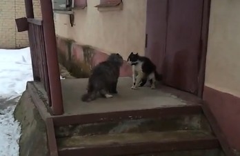 Επικός γατοκαβγάς