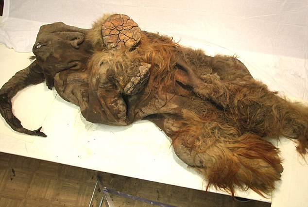 Βρέθηκε μαμούθ 10.000 ετών με ξανθό τρίχωμα