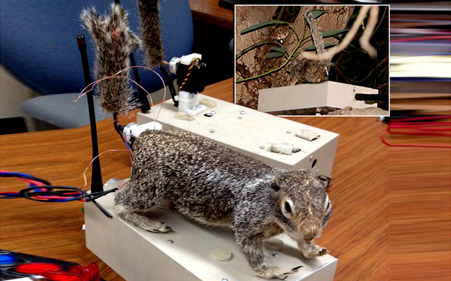 Ρομποτικοί σκίουροι αντιμέτωποι με τους κροταλίες της Καλιφόρνια