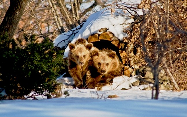 Ξύπνησαν από τη χειμερία νάρκη τα αρκουδάκια