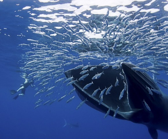 Φάλαινα καταπίνει κοπάδι από σαρδέλες