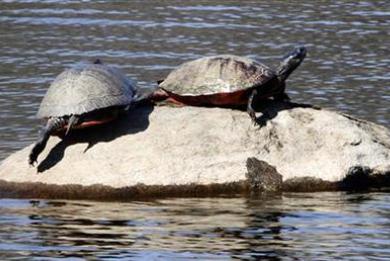 Mέτρα προστασίας των χελωνών από τις ασιατικές αγορές
