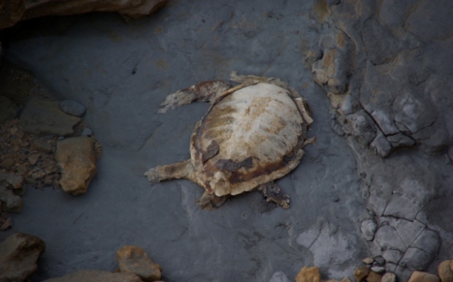 Νεκρές χελώνες σε παραλίες στην Πρέβεζα