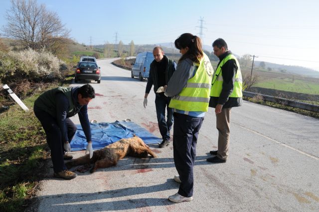 Αρκουδάκι ενός έτους νεκρό στην άσφαλτο