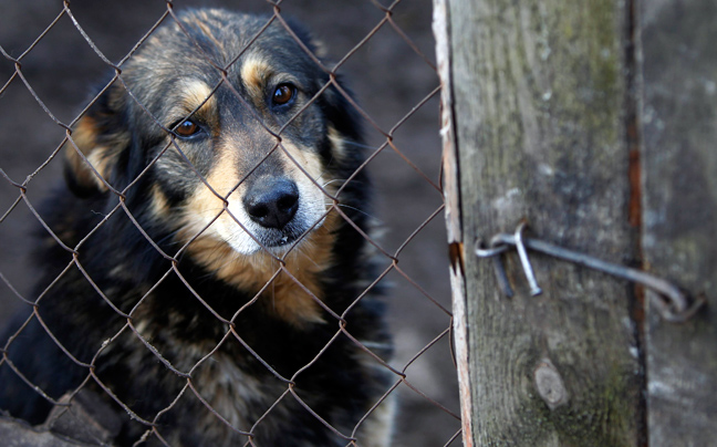 Σκυλιά που δεν τα ήθελε κανείς θα γίνουν «βοηθοί» σε εναλλακτικές θεραπείες