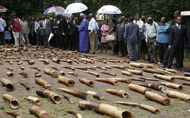 Νεκροταφείο ακρωτηριασμένων ελεφάντων στο Καμερούν