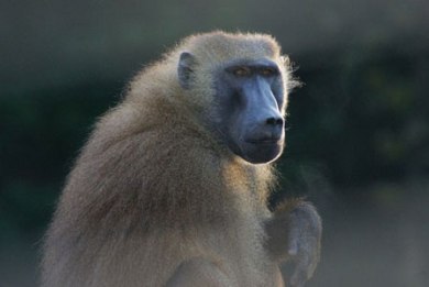 Οι πίθηκοι μπορούν να αναγνωρίσουν γραπτές λέξεις