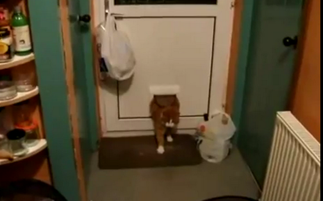 Γάτα δεν χωράει να περάσει από την πόρτα
