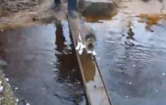Σιγά μην κάτσει να βρέξει τα πατουσάκια…