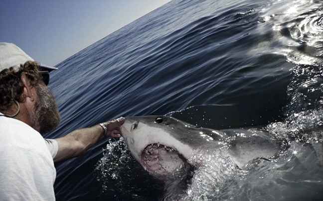 Διεγείροντας το λευκό καρχαρία