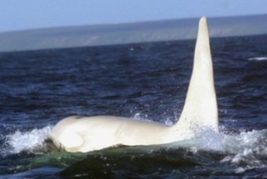 Λευκή ενήλικη φάλαινα-δολοφόνος εθεάθη για πρώτη φορά