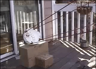 Παγίδα για ανεπιθύμητους επισκέπτες