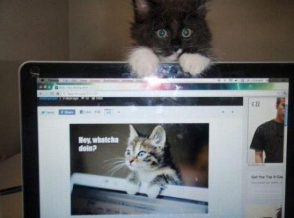 Γάτες και laptop