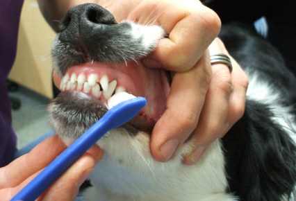 Δωρεάν οδοντικοί έλεγχοι από 80 κτηνιάτρους