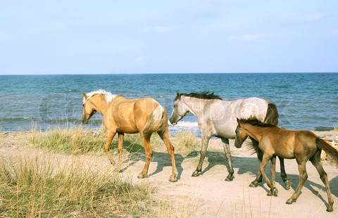 Τα άγρια άλογα εξημερώθηκαν στην Ουκρανία