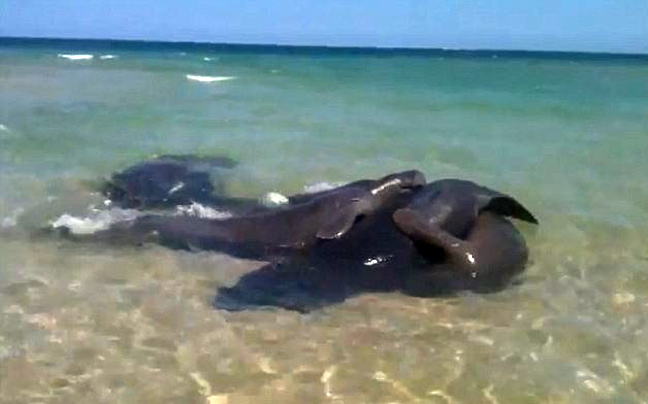 Θαλάσσιες αγελάδες με… όρεξη για παιχνίδι