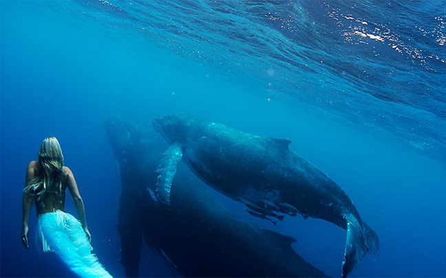 «Γοργόνα» κολυμπά με φάλαινες
