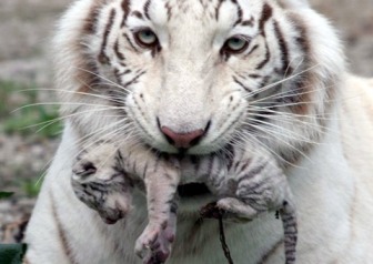 Γεννήθηκε λευκή τίγρης αλμπίνος
