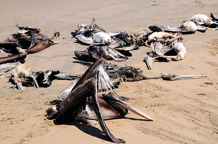 Οι μυστηριώδεις θάνατοι πτηνών και δελφινιών σε εικόνες