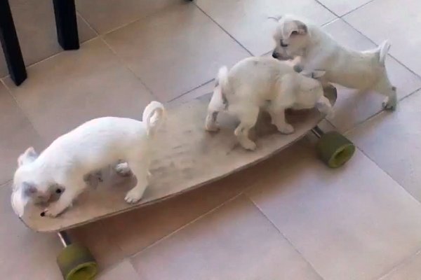 Κουτάβια μαθαίνουν skate