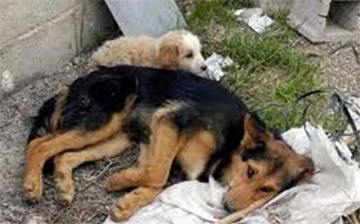 Μαζικός θάνατος σκύλων στο Βόλο