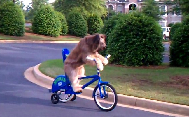 Σκυλί-ποδηλάτης!