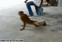 Η πιο fit μαϊμού
