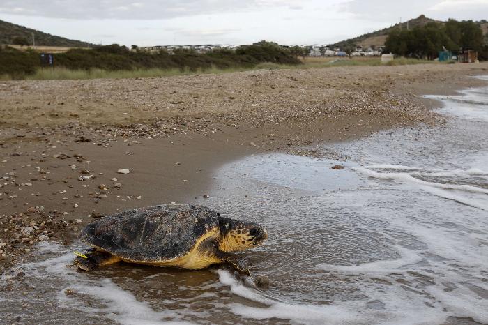 Αποκεφαλισμένες χελώνες ξεβράζει η θάλασσα στην Ελούντα