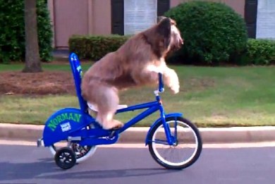 Ο ποδηλάτης-σκύλος που «σαρώνει» τους δρόμους