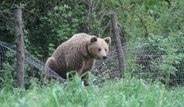 Έκτακτα μέτρα για τις αρκούδες ζητεί ο Αρκτούρος