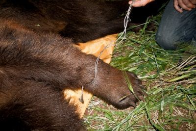 Αρκούδα παγιδεύτηκε σε συρματόπλεγμα