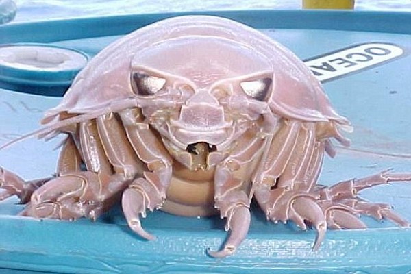 Αντιμέτωποι με το Bathynomus Giganteus