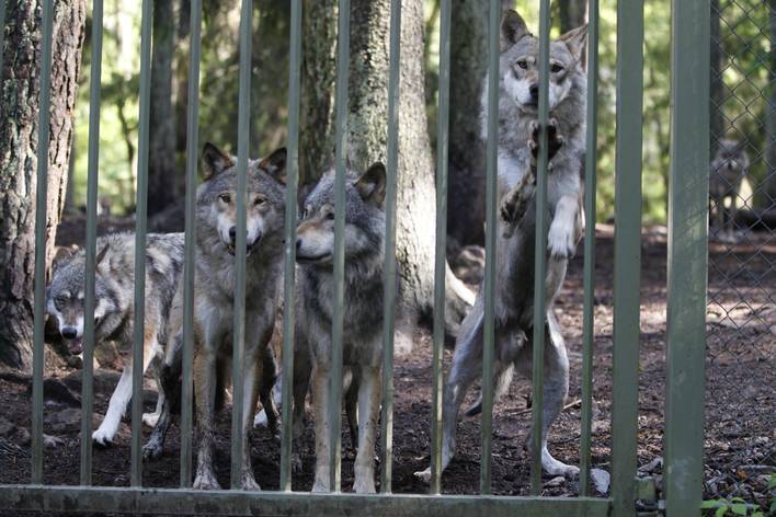 Λύκοι κατασπάραξαν γυναίκα σε ζωολογικό κήπο