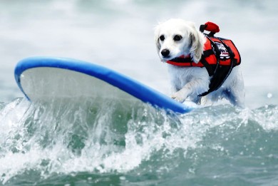 Διαγωνισμός surfing για σκύλους στην Καλιφόρνια