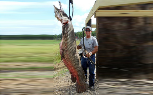 Έπιασε ψάρι-αλιγάτορα βάρους 136 κιλών με ένα βέλος