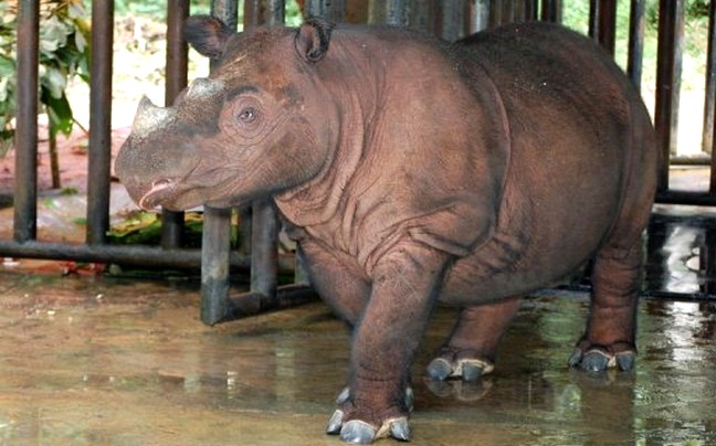 Σπάνιος ρινόκερος γεννήθηκε στη Σουμάτρα