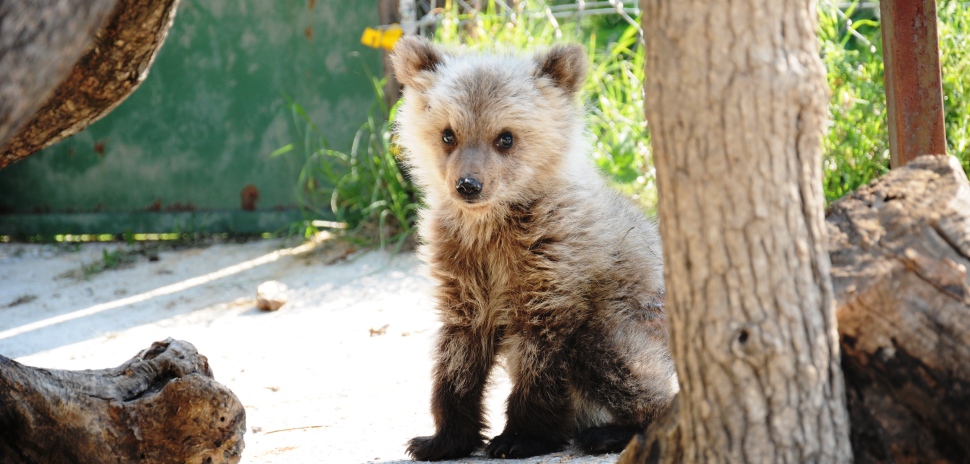 Βρέθηκε αιμόφυρτο αρκουδάκι στο Μέτσοβο