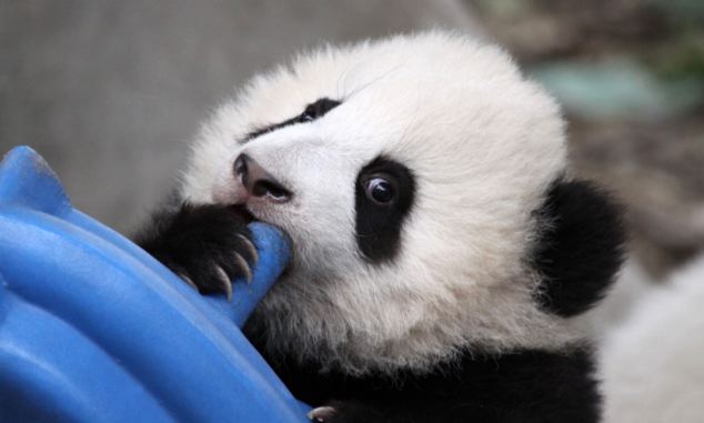 Νεογέννητα πάντα σε ζωολογικό κήπο της Κίνας